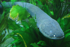 Електричний вугор - хижак, який не має ворогів Електричний вугор - хижак, який не має ворогів